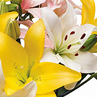 Alstroemeria